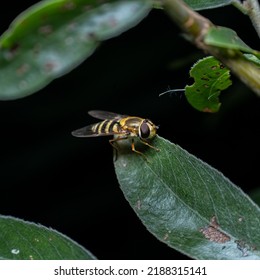 Syrphus Ribesii Is A Very Common Holarctic Species Of Hoverfly