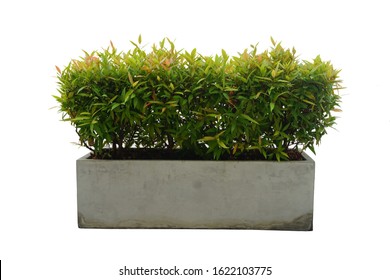 Syzygium Australe Australian Rose Apple Trees In A Square Cement Pot, Isolated On White Background.  Brush Cherry, Creek Lily Pilly Or Creek Satinash Tree. 
Ornamental Plants For Garden Decoration.