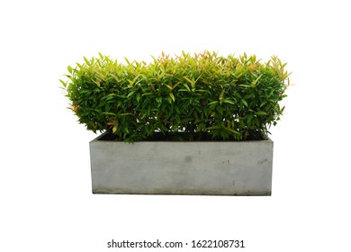 Syzygium Australe Tree In A Square Cement Pot, Isolated On White Background For Garden Decoration. Australian Rose Apple, Brush Cherry, Creek Lily Pilly Or Creek Satinash Tree 