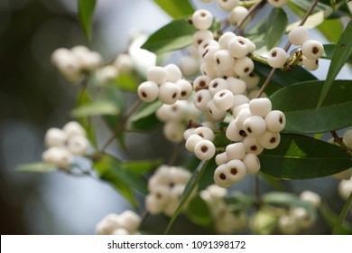 Syzygium Gratum Fruits Stock Photo 1091398172 | Shutterstock