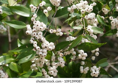 83 Syzygium gratum fruits Images, Stock Photos & Vectors | Shutterstock