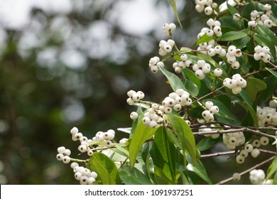 83 Syzygium gratum fruits Images, Stock Photos & Vectors | Shutterstock