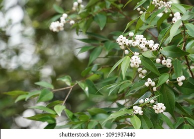 Syzygium Gratum Fruits Stock Photo 1091937440 | Shutterstock