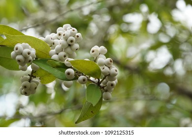 83 Syzygium gratum fruits Images, Stock Photos & Vectors | Shutterstock