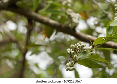 83 Syzygium gratum fruits Images, Stock Photos & Vectors | Shutterstock