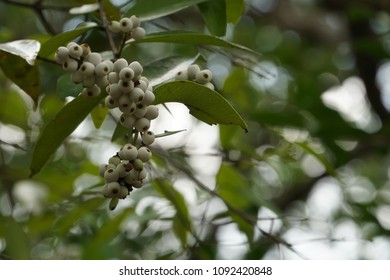 Syzygium Gratum Fruits Stock Photo 1092420848 | Shutterstock