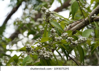 83 Syzygium gratum fruits Images, Stock Photos & Vectors | Shutterstock