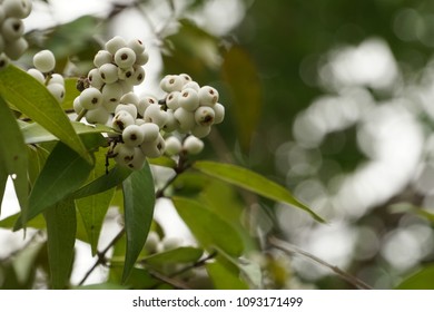 83 Syzygium gratum fruits Images, Stock Photos & Vectors | Shutterstock