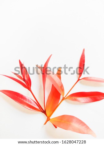 Similar – Image, Stock Photo tulip leaves Leaf Faded