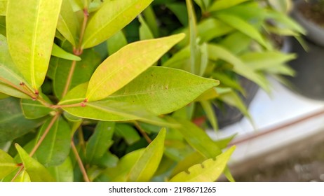 Syzygium Oleina Plant With Selective Focus