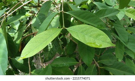 Syzygium Polyanthum Common Names Indonesian Bay Stock Photo 2215774071 ...