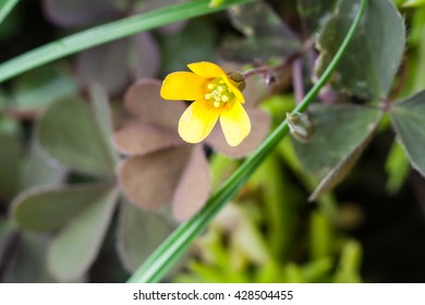 Szczawik zolty ( Oxalis stricta ) yellow woodsorrel sourgrass or pickle plant - Shutterstock ID 428504455
