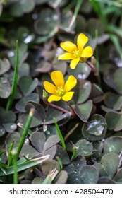 Szczawik zolty ( Oxalis stricta ) yellow woodsorrel sourgrass or pickle plant - Shutterstock ID 428504470