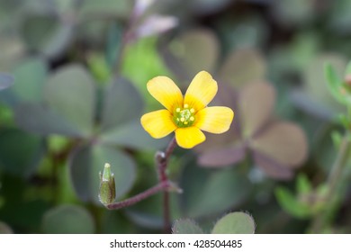 Szczawik zolty ( Oxalis stricta ) yellow woodsorrel sourgrass or pickle plant - Shutterstock ID 428504485