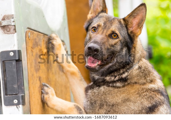 SZEGED, HUNGARY - JUNE 07. 2016 - Sniffer dog\
presentation of the National Tax and Customs Administration of\
Hungary (NAV) in Szeged\
Zoo