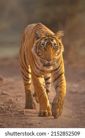 T124 - dominanter weiblicher Tiger bei Ranthambohrer mit Kopfaufnahmen