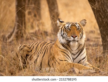T124 Riddhi- Dominant Female Tiger aus Ranthamloner Seegebiet