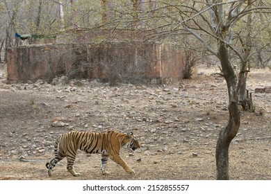 T124 - Riddhi - Weiblicher Tiger vor dem Hintergrund einer alten Struktur