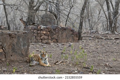 T124 - Riddhi - Weiblicher Tiger vor dem Hintergrund einer alten Struktur