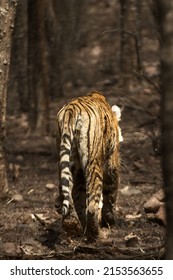 T8 Ladli - eine der ältesten Tigerinnen in RamthamBohrinsel