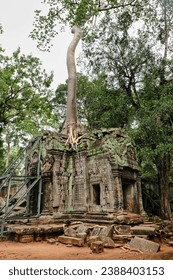 Ta Phrom - Iconic 12th century Angkor Khmer Temple with Tree roots intertwined with the temple structure, famous for Tomb Raider movie featuring Angelina Jolie at Siem Reap, Cambodia, Asia