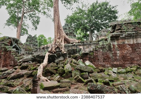 Ta Phrom - Iconic 12th century Angkor Khmer Temple with Tree roots intertwined with the temple structure, famous for Tomb Raider movie featuring Angeline Jolie at Siem Reap, Cambodia, Asia