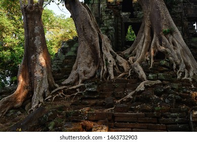 Ta Prohm Famous Jungle Tree Roots Embracing Angkor Temples, Revenge Of Nature Against Human Buildings, Travel Destination Cambodia.