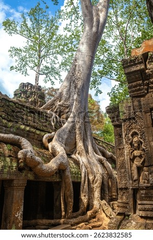 Ta Prohm Temple the big tree cover the temple located in Siem Reap City Cambodia. A beautiful sprawling majestic complex, the temples are bound by massive roots of giant trees.
