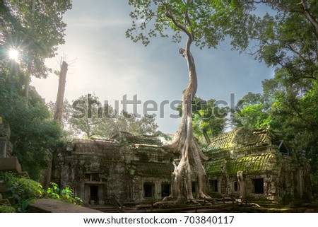 Ta prohm temple or Tom rider or green Mos and big tree temple is on Angkor wat temple area in Siem reap, Combodia, Asia, unesco, amazing, travel and temple concept