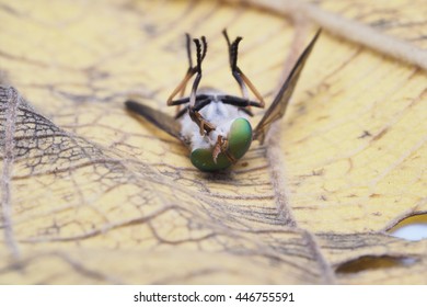 Tabanidae