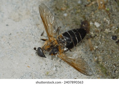 Tabanus cf. grandis, a horse fly.