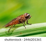 Tabanus is a genus of biting horseflies of the family Tabanidae.