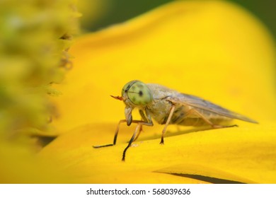 Tabanus insects on green leaf