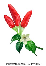 Tabasco chile peppers (Capsicum frutescens); with leaves and flower; ripe. Clipping path