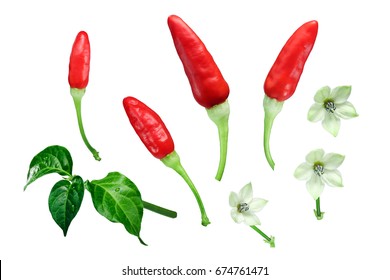 Tabasco chile peppers (Capsicum frutescens) with leaves and flowers, exploded view (design elements). Clipping paths for each object