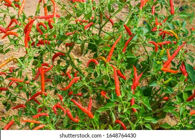 Tabasco pepper (Capsicum frutescens) plant