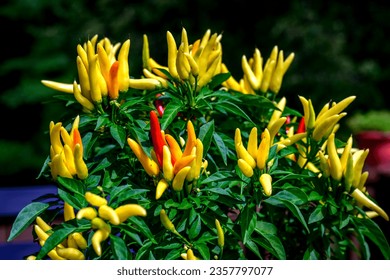 Tabasco pepper plant with yellow and red chili peppers, Capsicum Frutescens species of Mexico