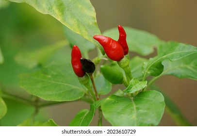              The tabasco pepper is a variety of the chili pepper species Capsicum frutescens originating in Mexico. It is best known through its use in Tabasco sauce, followed by peppered vinegar     