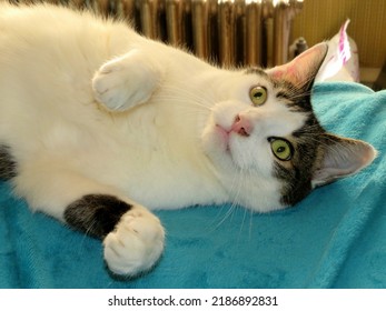 Tabby Bicolor Cat Laying Down