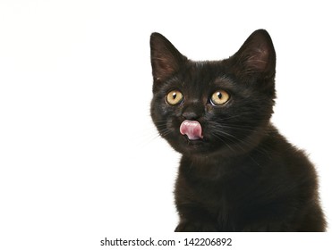 Tabby Black British Shorthair Kitten On White Background Kitten Licking With Her Tounge, Is Hungry For Something