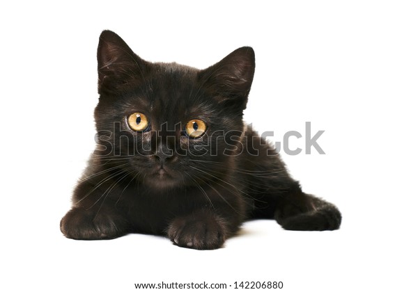 Tabby Black British Shorthair Kitten On Stock Photo Edit Now