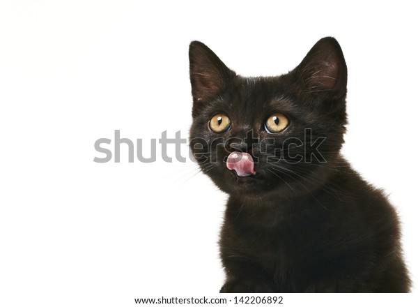 Tabby Black British Shorthair Kitten On Stock Photo Edit Now