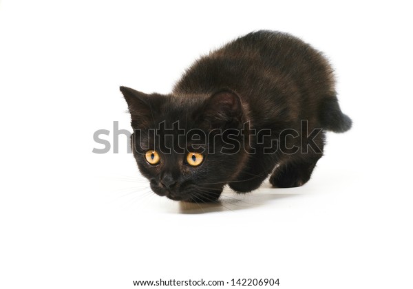 Tabby Black British Shorthair Kitten On Stock Photo Edit Now