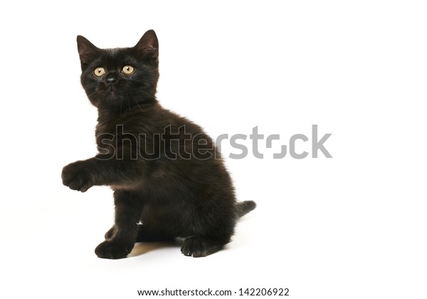 Tabby Black British Shorthair Kitten On Stock Photo Edit Now