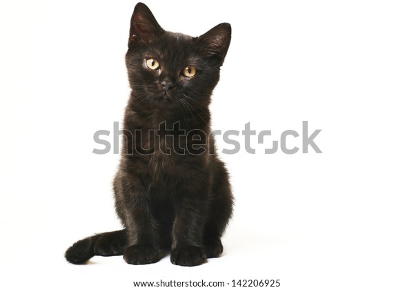 Tabby Black British Shorthair Kitten On Stock Photo Edit Now