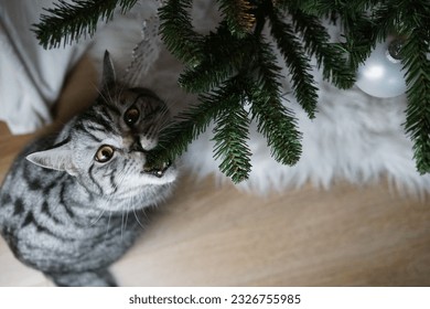 tabby british shorthair cat biting the christmas tree - Powered by Shutterstock