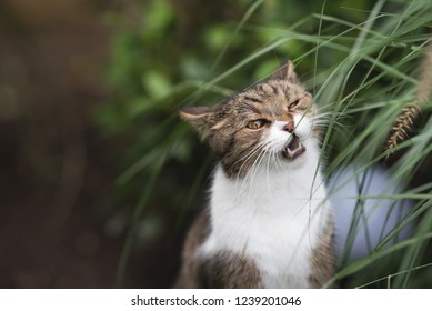 Tabby British Shorthair Cat Chewing On Pampas Grass In The Back Yard With Opened Mouth