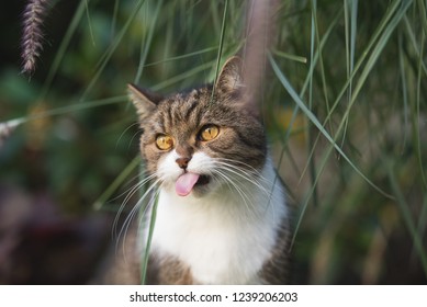 Tabby British Shorthair Cat Sticking Out Tongue Under Some Culms Of Pampas Grass