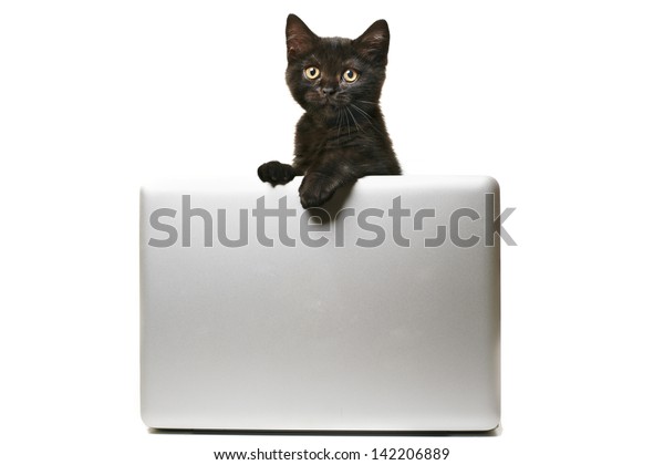 Tabby British Shorthair Kitten Behind Laptopbanner Stock Photo