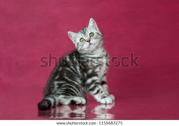 Tabby British Shorthair Kitten Britain Cat Stock Photo Edit Now